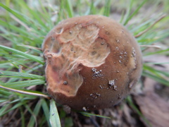 Neoboletus