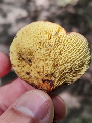Boletinellus merulioides