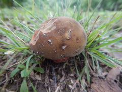Neoboletus
