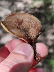 Boletinellus merulioides