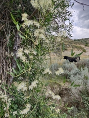 Clematis ligusticifolia