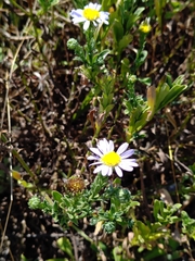 Aster asa-grayi