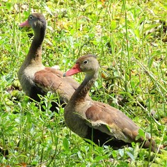 Dendrocygna autumnalis