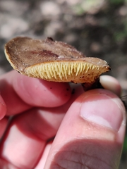 Boletinellus merulioides