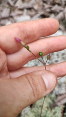 Phemeranthus mengesii