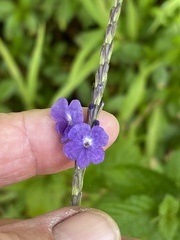 Stachytarpheta cayennensis