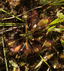 Drosera anglica