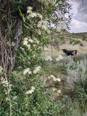Clematis ligusticifolia