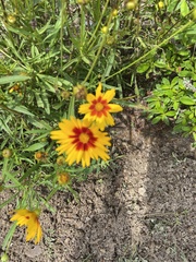 Coreopsis tinctoria