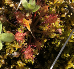 Drosera × obovata