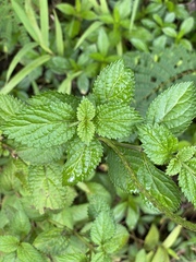 Stachytarpheta cayennensis