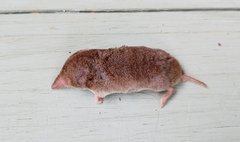 Blarina carolinensis