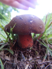 Neoboletus