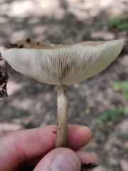 Melanoleuca melaleuca