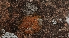 Lecanoromycetes