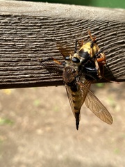 Promachus rufipes