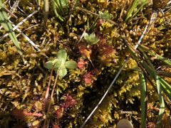 Drosera × obovata