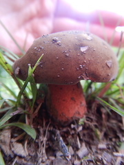 Neoboletus