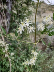 Clematis ligusticifolia