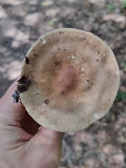 Melanoleuca melaleuca