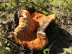 Hypomyces lactifluorum