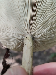 Melanoleuca melaleuca