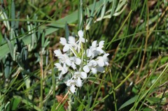 Platanthera blephariglottis