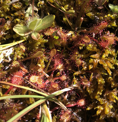 Drosera × obovata