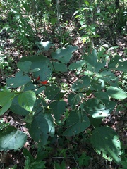 Erythrina breviflora