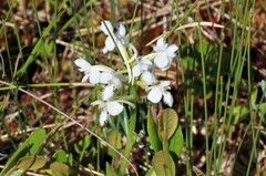 Platanthera blephariglottis