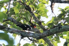Gracula religiosa