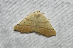 Destutia excelsa