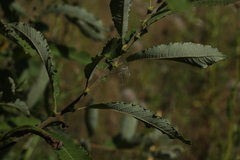 Salix cinerea