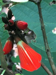 Erythrina breviflora