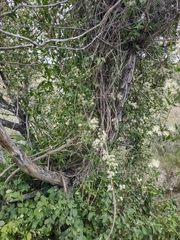 Clematis ligusticifolia