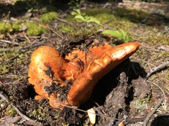 Hypomyces lactifluorum