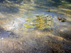 Kolpophorae