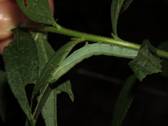 Leuconycta diphteroides