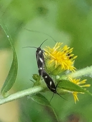 Scythris trivinctella