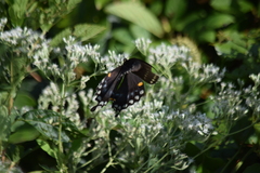 Papilioninae
