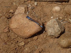 Argia agrioides