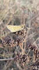 Hylephila phyleus