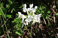 Platanthera blephariglottis
