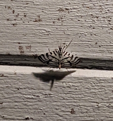 Conchylodes ovulalis