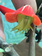 Erythrina breviflora