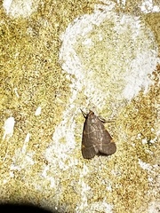 Hypsopygia binodulalis