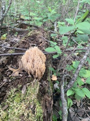 Ramaria stricta