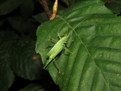 Meconema thalassinum