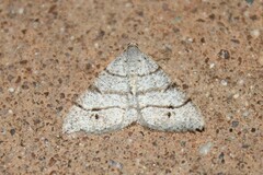 Digrammia muscariata