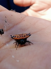 Gasteracantha cancriformis